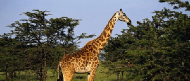Самое высокое животное в мире — жираф