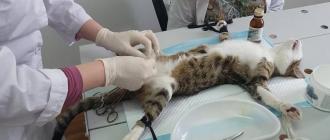 Совет ветеринаров: кастрировать или нет домашнего кота