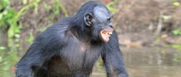 Стратегия спаривания и копуляторное поведение у приматов Как обезьяны удовлетворяют друг друга