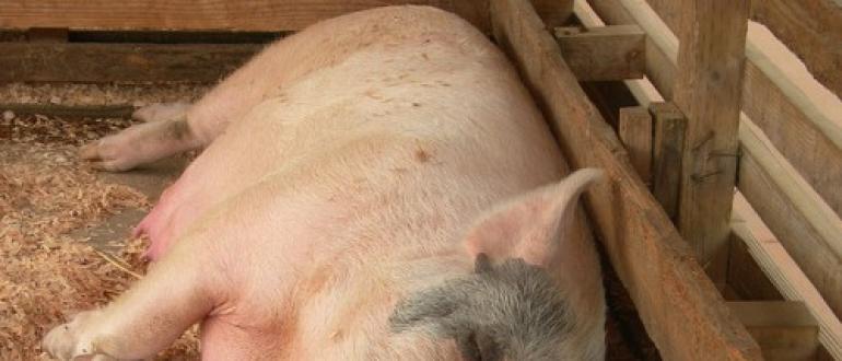 Опорос свиней в домашних условиях Что нужно делать при опоросе свиноматки