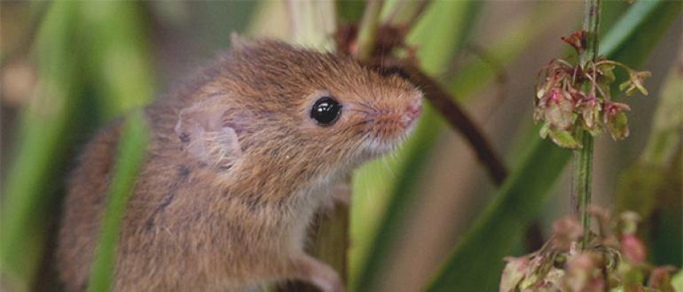 Мышь-малютка: фото и описание Гнездо мыши малютки