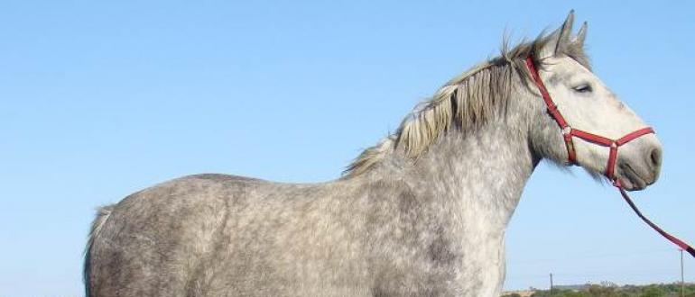 Описание и породы гнедой масти лошадей