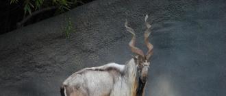 Винторогий козел: описание с фото и видео, где живет и как выглядит горный козел – Мархур