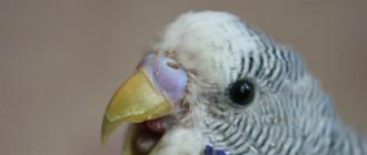 Анатомические особенности попугаев Попугай с шипастым языком