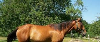 Французская рысистая порода (Рысистые породы лошадей) Общество по поддержке французского рысак во франции