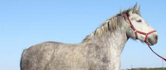 Описание и породы гнедой масти лошадей