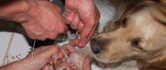 Принять роды у собаки: советы ветеринаров