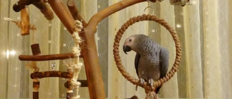 Как сделать игрушки для попугаев из подручных средств Игрушки для волнистых попугаев своими руками