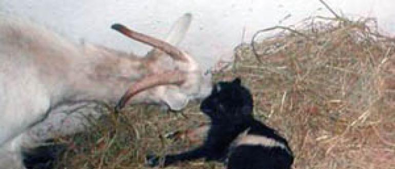 Окот домашней козы: подготовка, роды, осложнения