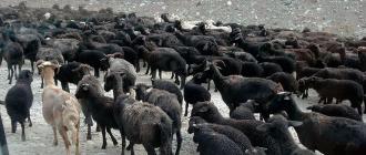 Уникальная карачаевская порода овец Основные характеристики и описание