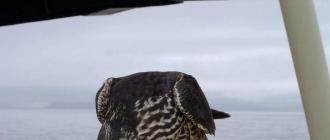 Сапсан птица (фото): стремительный полет и виртуозная охота