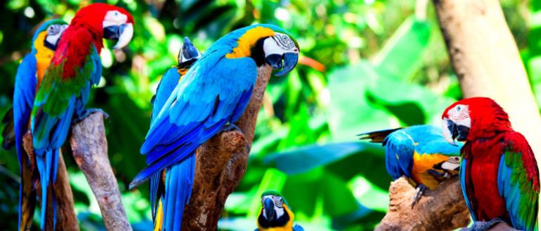 Образ жизни и среда обитания попугая ара