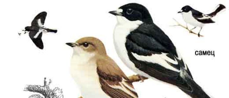 Птица малая мухоловка: описание, распространение, питание и интересные факты