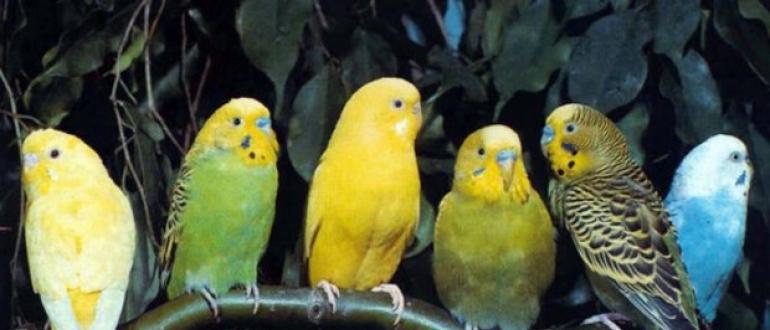 Симптомы, причины и лечение заболеваний волнистых попугаев Почему попугай молчит когда сидит в клетки