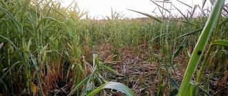 Охота на кабана на кукурузных полях