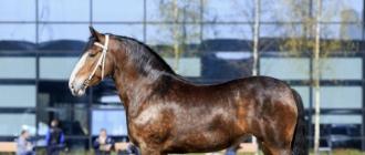 Возникновение и экстерьер лошадей породы владимирский тяжеловоз Какие породы лошадей разводят во владимирском крае