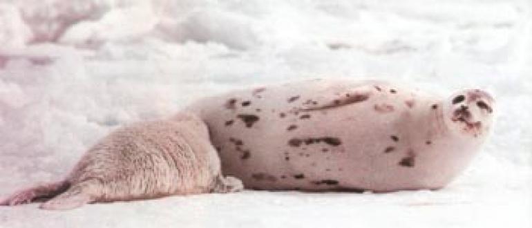 Где обитает гренландский тюлень