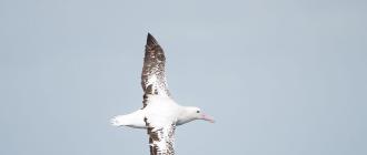 Где обитает в природе белоспинный альбатрос?