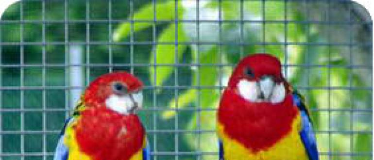 Попугай розелла: австралийская экзотика в вашем доме