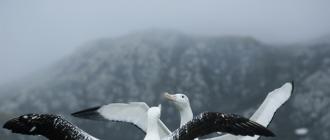 Альбатрос – морская птица