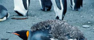 Самые интересные и познавательные факты про пингвинов