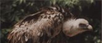 Черный гриф в крыму Характерные особенности белоголового сипа