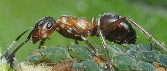 Лесные муравьи описание, фото и видео насекомых