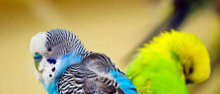 Сколько живут волнистые попугаи в неволе и какие факторы влияют на продолжительность их жизни
