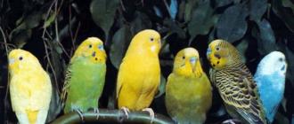 Симптомы, причины и лечение заболеваний волнистых попугаев Почему попугай молчит когда сидит в клетки