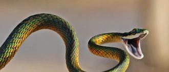 К чему снятся змеи - по соннику нострадамуса